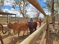 Student moving cattle through yards