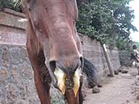 Horse with African horse sickness