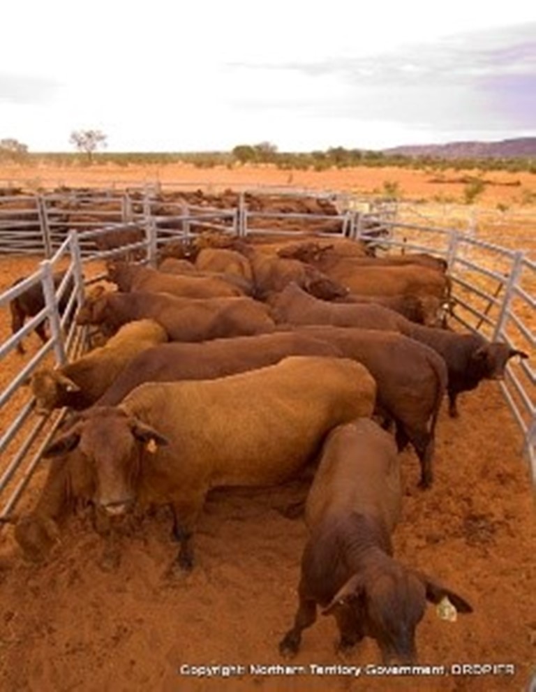Figure 1: NT cattle
