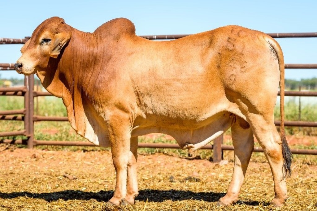Figure 2:Top Brahman bull ($6,900) 