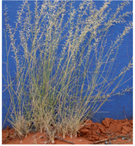 Woollybutt grass (Eragrostis eriopoda)