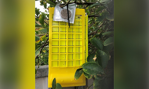 Citrus watch tree trap