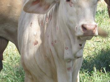 Figure 4.  BHV-2 lesions on Brahman cow