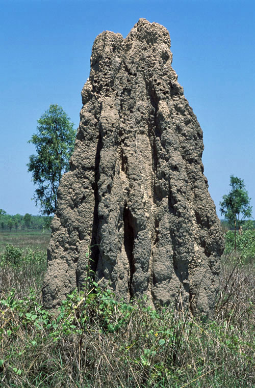 Cathedral termite mounds (built by the Nasutitermes species) are a common site across northern Australia