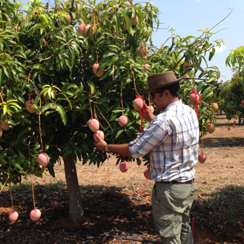 Tip pruning trial on mango in Katherine