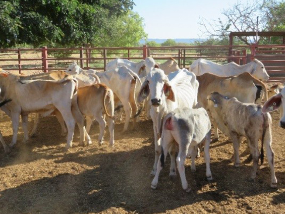 Figure 3: First lactation heifers in the P+ treatment