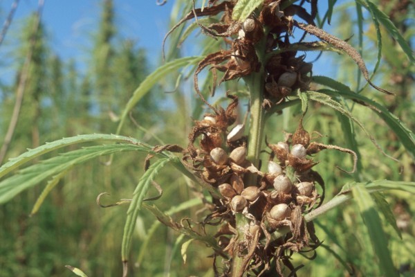 Seed development on  a hemp plant causes THC production to cease.