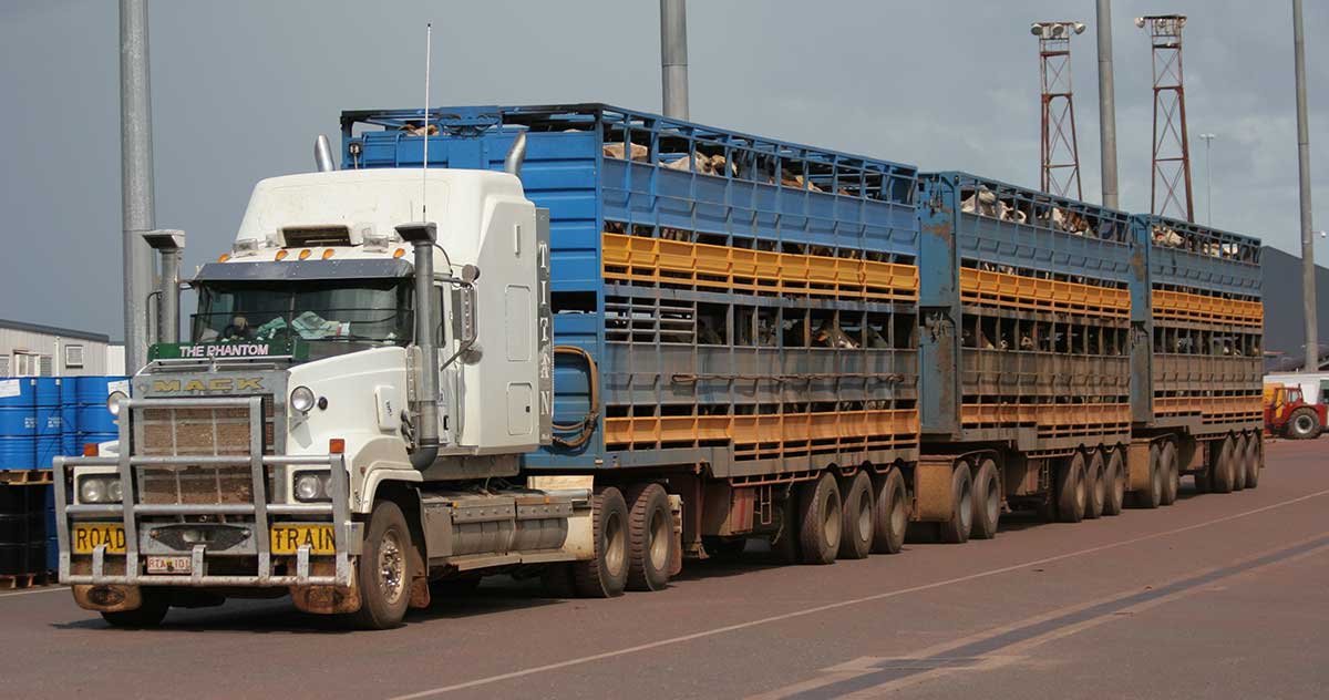 Road train full of cattle on wharf