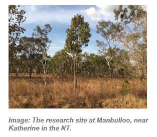 Image: The research site at Manbulloo, near Katherine in the NT.