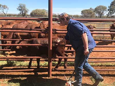 Student learning to move cattle through the yards