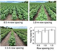 Measurement of row spacing for planting cotton