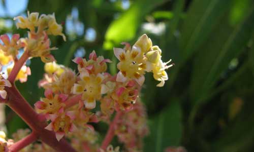 Flowers on a mango tree