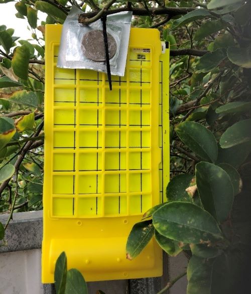Sticky traps will be used as a surveillance tool for the detection of insect pests (photo credit: Citrus Australia).