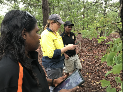 aboriginal led forestry