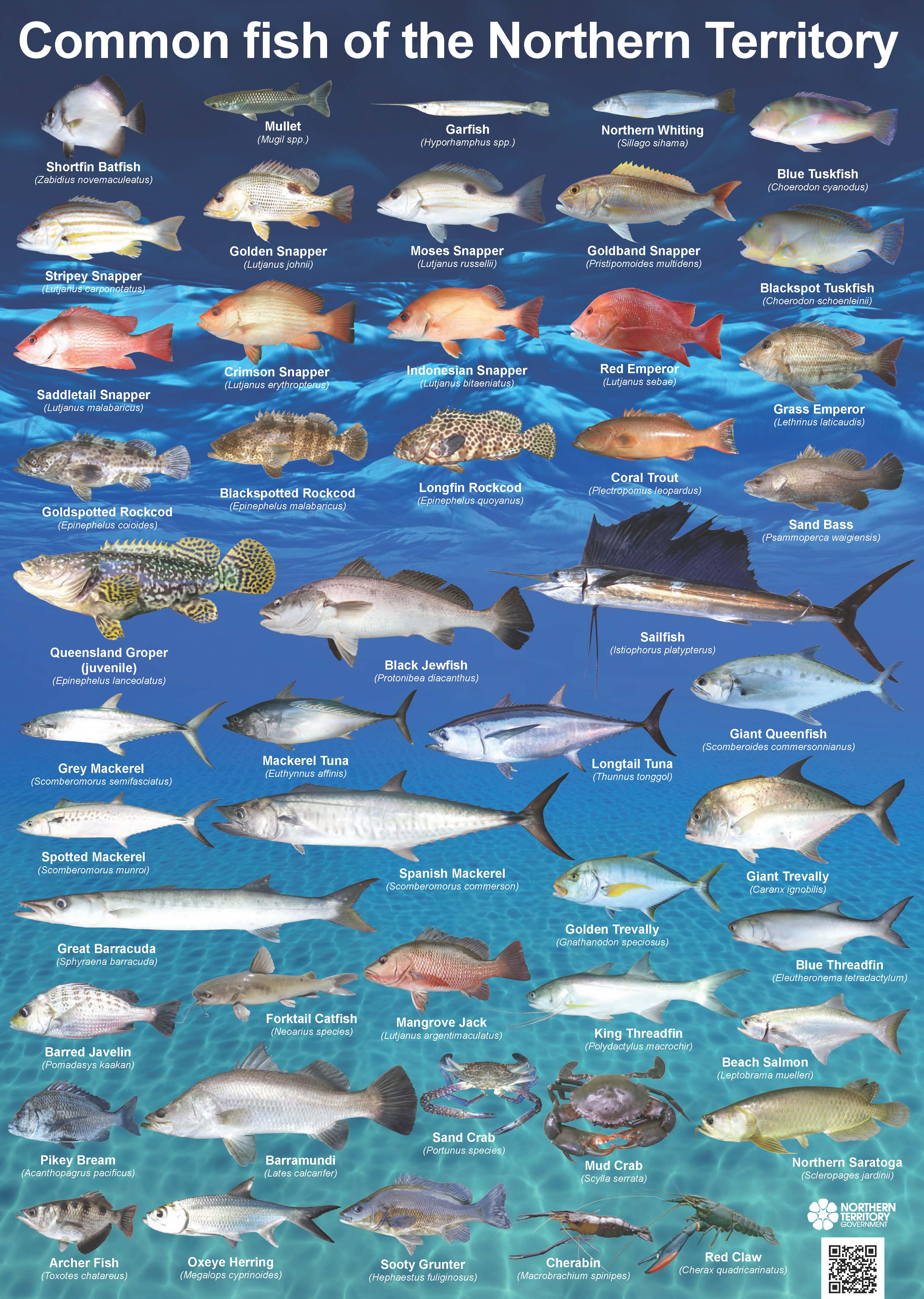 Common fish of the NT