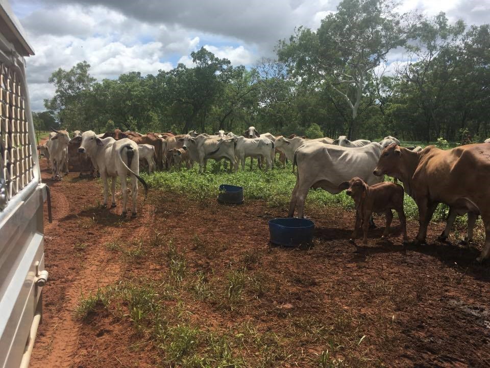 Figure 9 Cattle herd investigated following losses