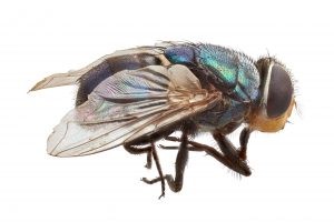 Adult Old World screw-worm fly (Chrysomya bezziana). 