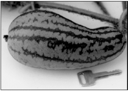 Figure12:  Immature melon with poor shape due to insufficient