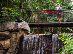 Bridge over the waterfall at the George Brown Darwin Botanic Gardens