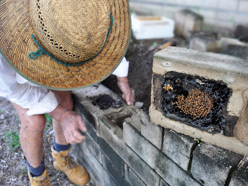 Figure 3. DPIR staff removing a native stingless bee hive from a brick wall.
