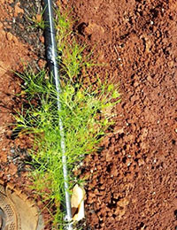 Images of caraway, cumin and kalonji plantings at the DITT NT trial site in Katherine