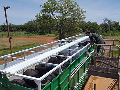 Buffalo in truck being cooled down with water spray