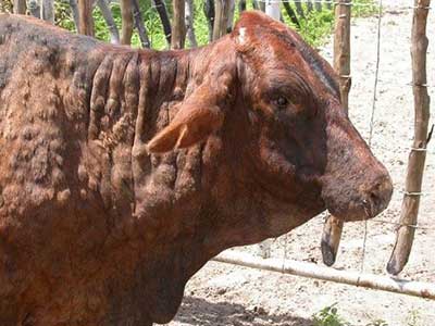 Neck of cow with lumpy skin disease