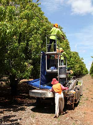 Workers picking mangoes
