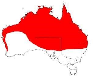 Map of Australia showing area where ehrlichiosis exists