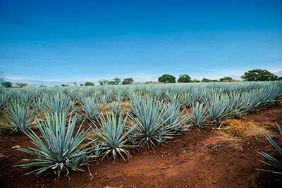 Crop of agave