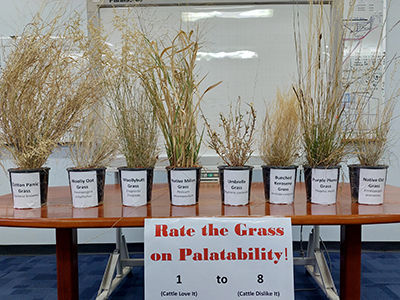 The Grasses on display at the Alice Springs Show