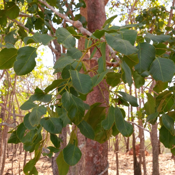 Figure 6. Ironwood tree (Erythrophleum chlorostachys)