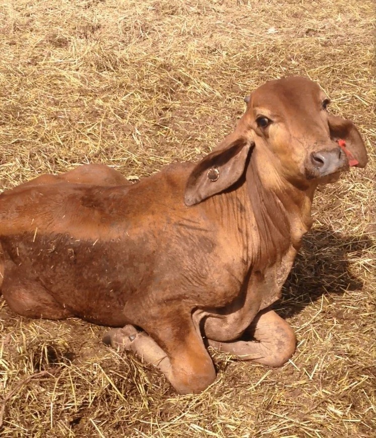 Figure 10: BHV-5 affected recumbent weaner heifer