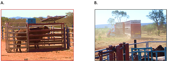 Figure 1.Steers being weighed on a walk-over-weigh unit (A) and steers heading to abattoirs (B)