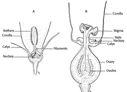 Figure 14: Diagram of male (A) and female (B) melon flowers