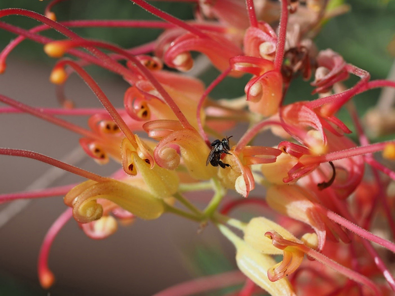Figure 4. Native stingless bee collecting nectar from a Grevillea flower.