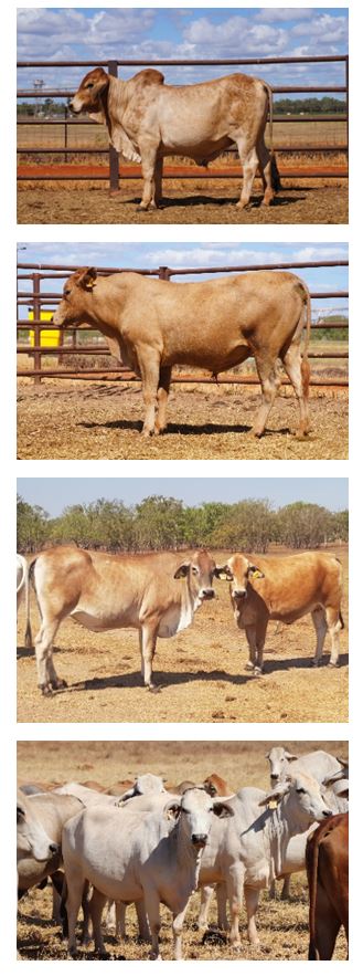 Bulls and females from the sale.