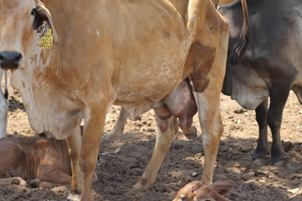 Brahman cow in the Calf Watch project with severely enlarged udders known as bottle teats, observed days after calving.