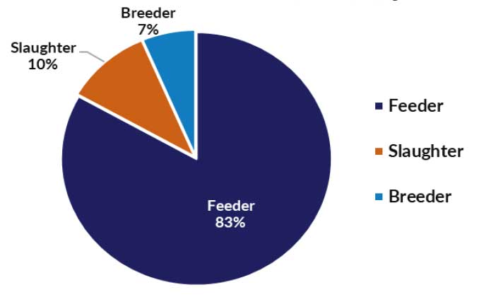 Pie chart of live cattle and buffalo exports - slaughter 10%, breeder 7% and feeder 83%