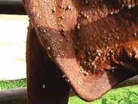 Cattle ticks on a cow