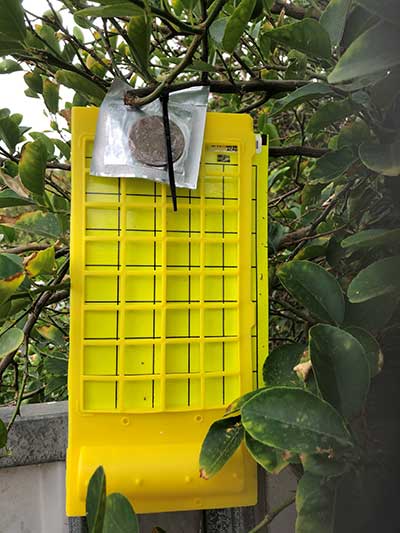 Insect trap hanging on a tree