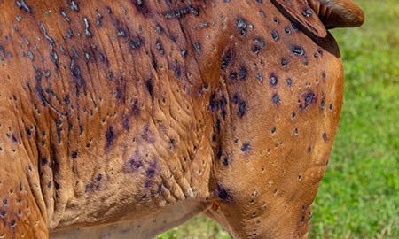 Figure 1: Lumpy skin disease in cattle overseas