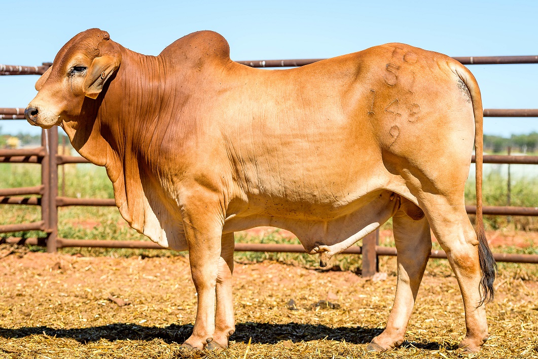 Get online for annual cattle sales