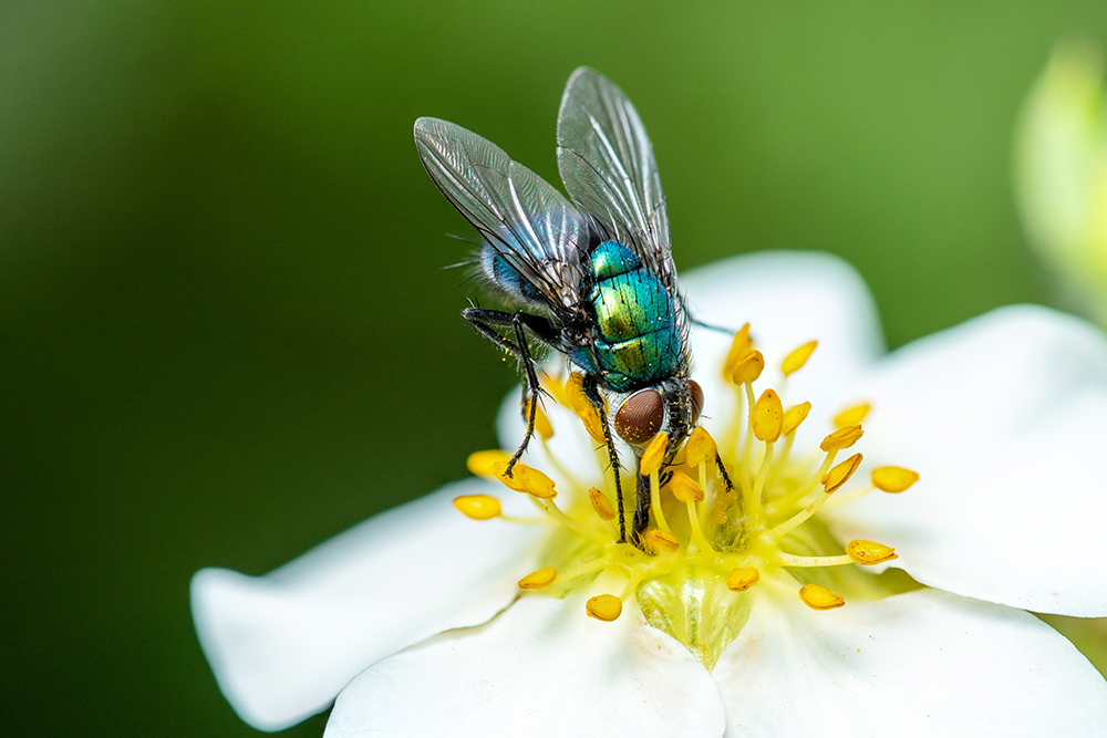 Fly collecting pollen