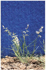 native oat grass (Enneapogon avenaceus)