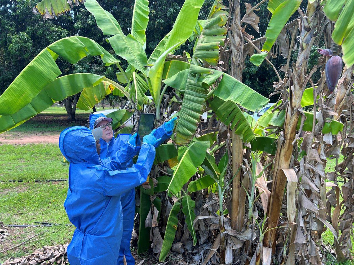 Banana Freckle eradication plan underway