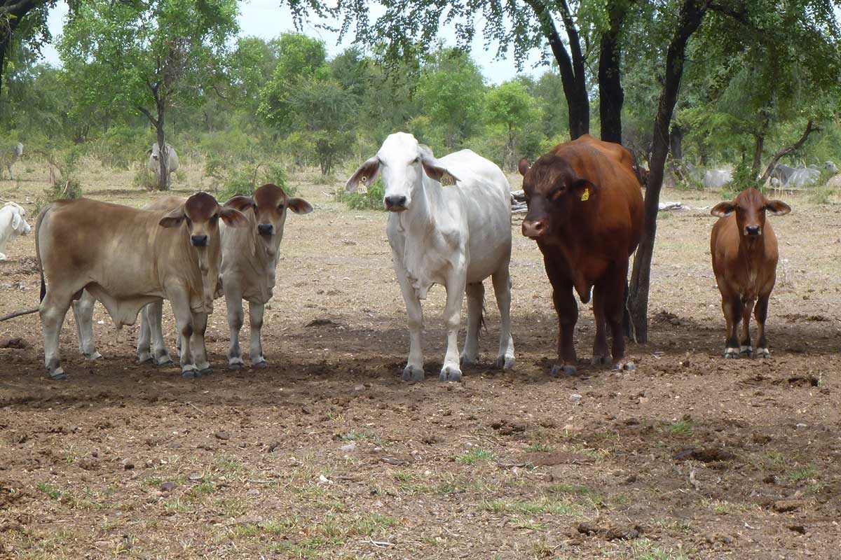Cattle in paddock