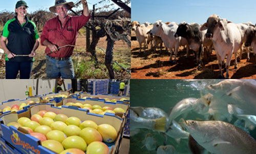 collage of mangoes, fish, livestock and workers