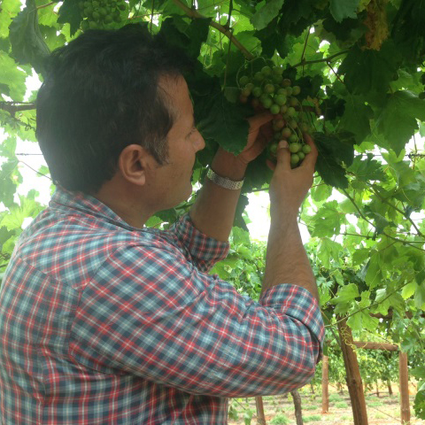 Improving table grape quality in Ti Tree in Central Australia