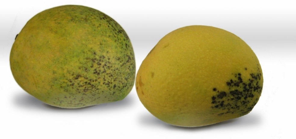 Figure 5. Resin canal in mangoes.